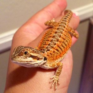 Meet your Posher, Elizabeth